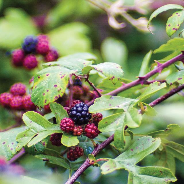 bramble berries