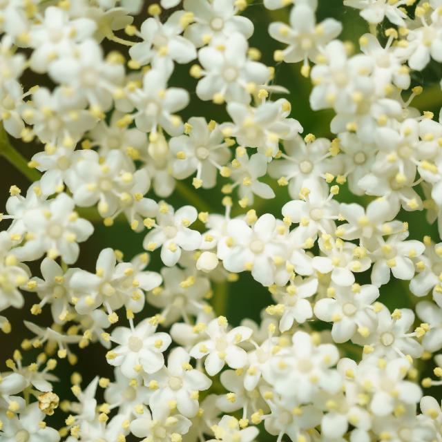 elderflower