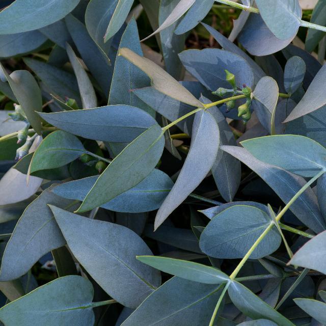 eucalyptus