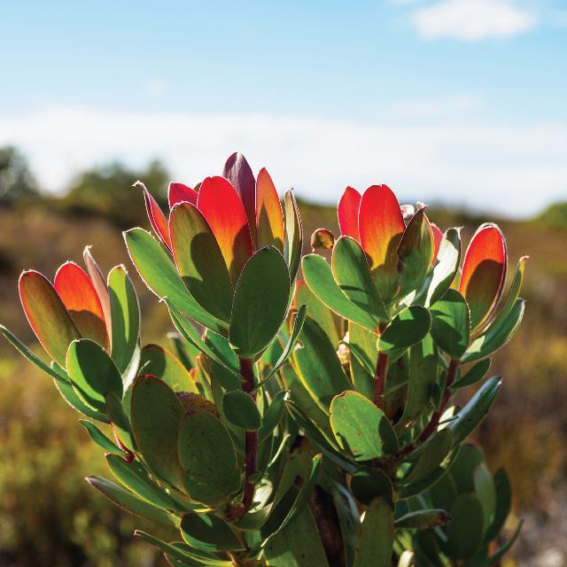 fynbos