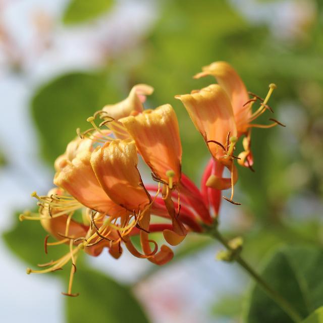 honeysuckle