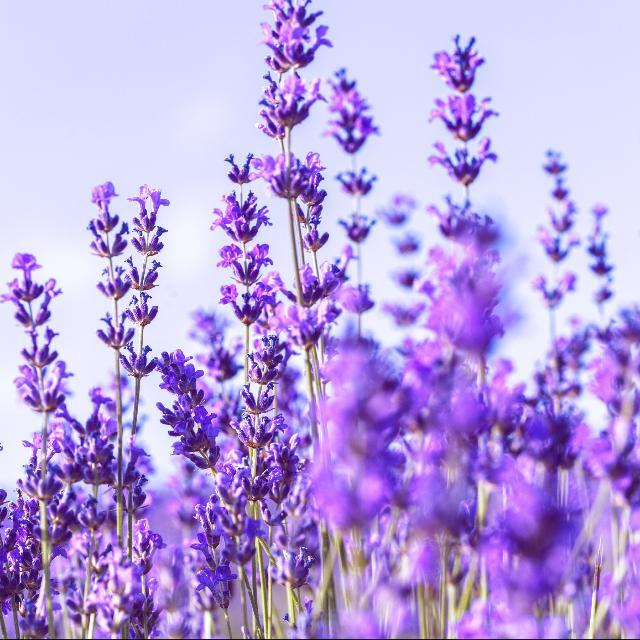 lavender