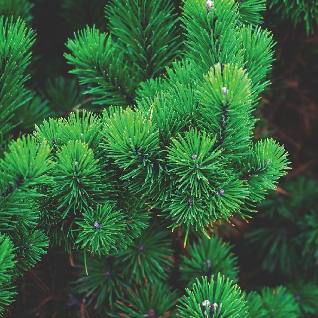 pine needle