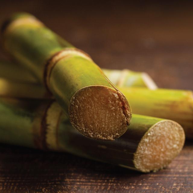 sugar cane