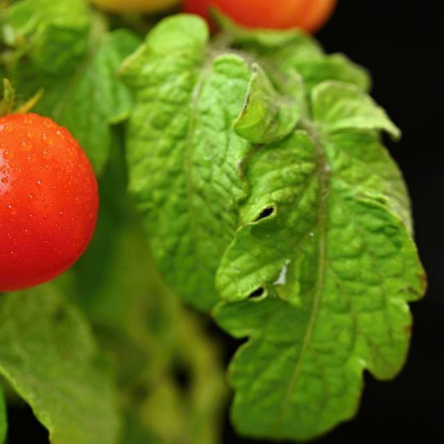 tomato leaf